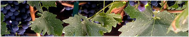 Finger Lakes Grape Seed Oil