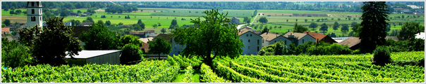 Finger Lakes Grape Seed Oil